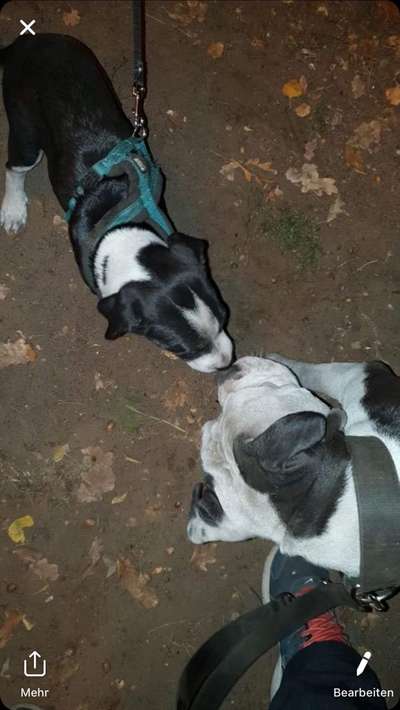 Welpen Bilder !-Beitrag-Bild