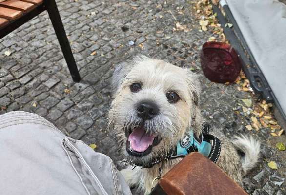 Hundetreffen-Junghund sucht Ausgehkumpel*s-Bild