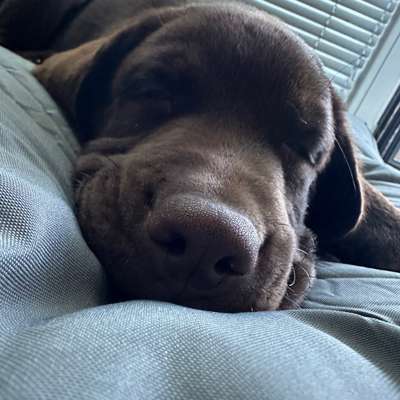 Hundetreffen-Welpen-, Spiel-, Spazier-, sozialtreffen-Bild