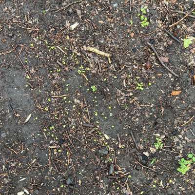 Giftköder-Wieder Schneckenkorn am Krieger Denkmal-Bild