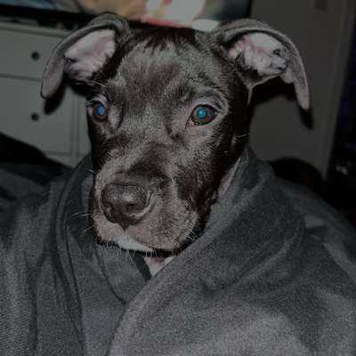 Hundetreffen-Welpen/Hundetreff-Bild