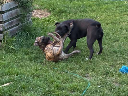 Hundetreffen-Welpen / Hunde treffen.-Bild