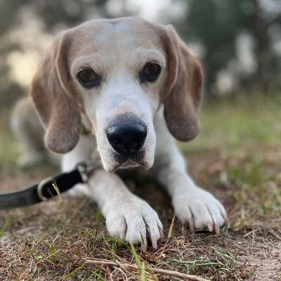 Hundetreffen-Gassirunde-Bild