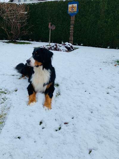 Berner Sennen-Beitrag-Bild