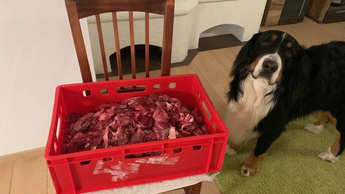 Zeigt her Eure Futternäpfe-Beitrag-Bild