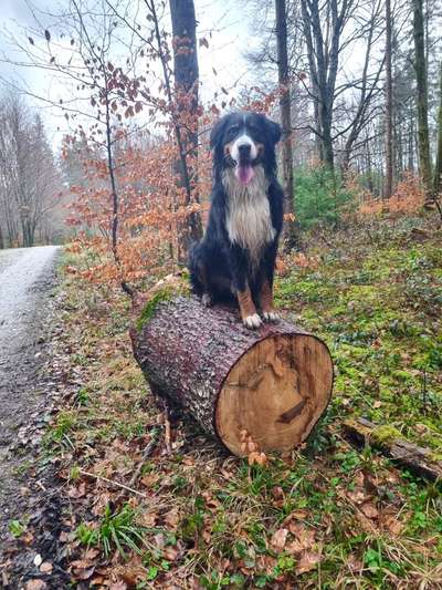 Berner Sennen-Beitrag-Bild