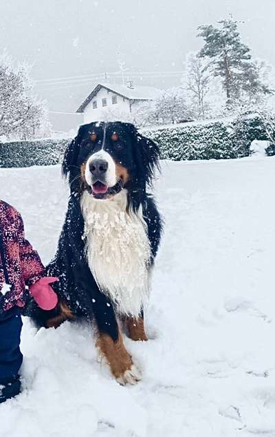 Berner Sennen-Beitrag-Bild