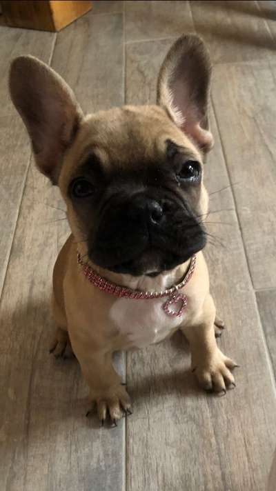 Französische Bulldoggen-Beitrag-Bild