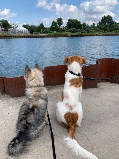 Dogorama Photo Challenge - Die besten Hundebuddys-Beitrag-Bild