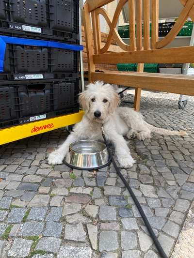 Mischlinge raten - Rätselspaß-Beitrag-Bild