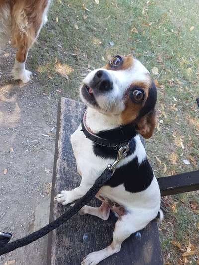 Dogorama Photo Challenge - Hundeblick zum hinschmelzen-Beitrag-Bild