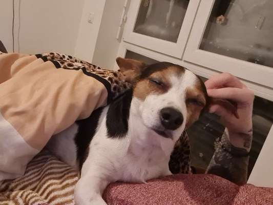 Wo sind die Jack und Parson Russell Terrier?-Beitrag-Bild