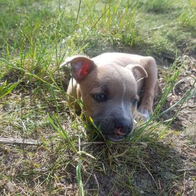 Hundetreffen-Treffen im falkenhagener Feld-Bild