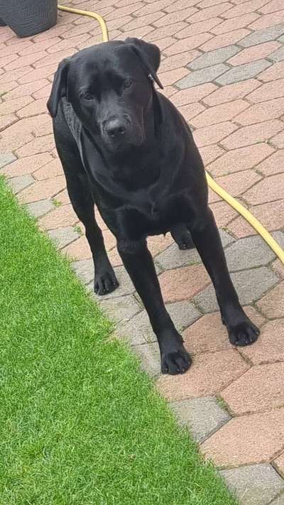 Labradorfans-Beitrag-Bild