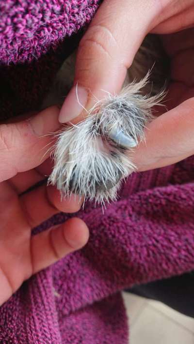 verletzte Kralle-Beitrag-Bild