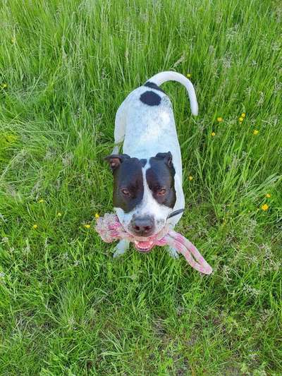 Die Dogorama Monats Challenge "Es grünt und blüht"-Beitrag-Bild