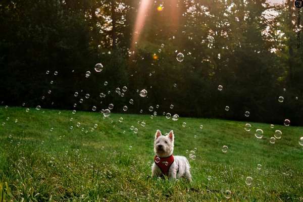 Foto's und Hundemodels-Beitrag-Bild