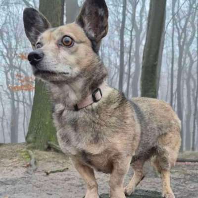 Suchmeldung-Bella-Bild