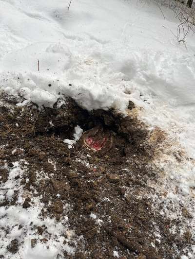 Giftköder-Tierkadaver-Bild