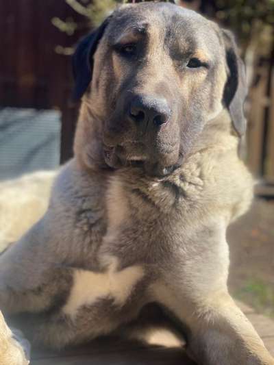 Kangal Fans ! ! ! !-Beitrag-Bild