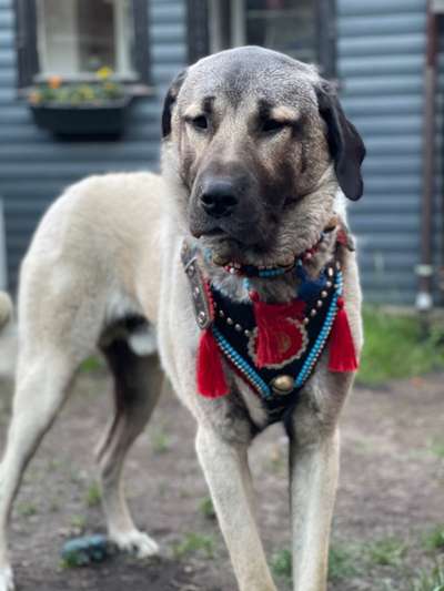 Kangal Fans ! ! ! !-Beitrag-Bild