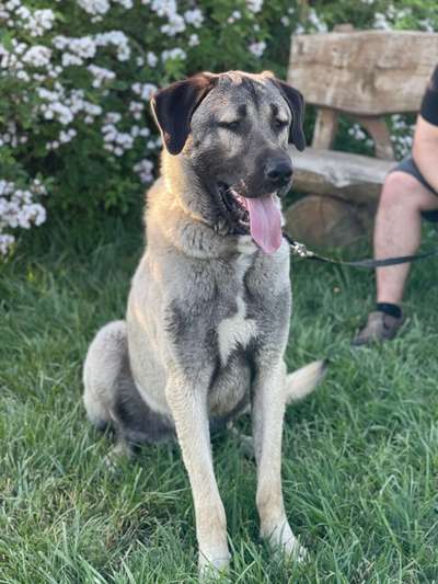 Kangal Fans ! ! ! !-Beitrag-Bild