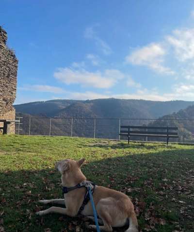 Hundetreffen-Hundefreund gesucht-Bild