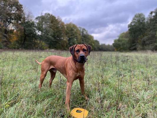 Rhodesian Ridgeback-Beitrag-Bild