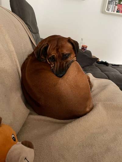 Rhodesian Ridgeback-Beitrag-Bild