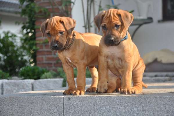 Welpen Bilder !-Beitrag-Bild