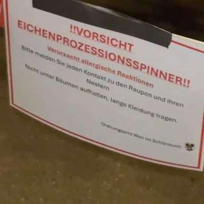 Giftköder-Eichenprozessionsspinner-Bild
