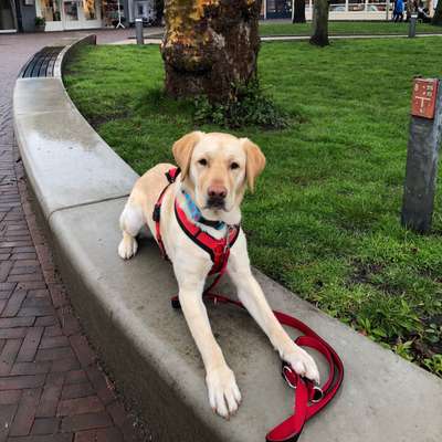 Hundetreffen-Labrador Nilo-Bild