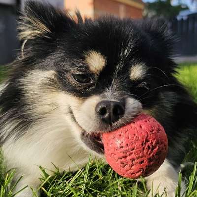 Hundetreffen-Hundebegegnungen trainieren-Bild