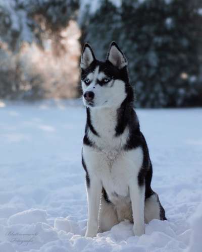 Lieblingsbild von euren Hunden?-Beitrag-Bild