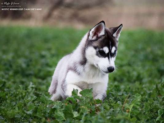 Lieblingsbild von euren Hunden?-Beitrag-Bild