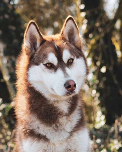 Lieblingsbild von euren Hunden?-Beitrag-Bild