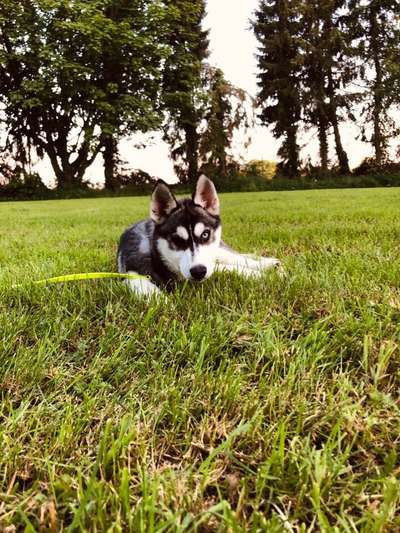 Wartezeit auf Welpen-Beitrag-Bild