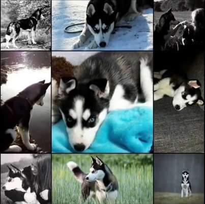 Welpen Bilder !-Beitrag-Bild