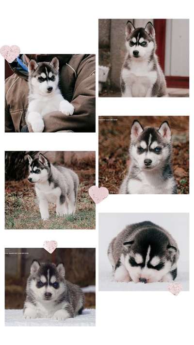 Welpen Bilder !-Beitrag-Bild