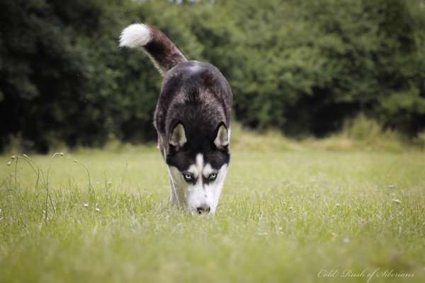 Die Dogorama Kalender Challenge Teil 3/4-Beitrag-Bild