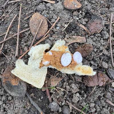 Giftköder-Giftköder?!-Bild