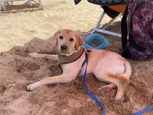 Die Dogorama Kalender Challenge 4/4-Beitrag-Bild