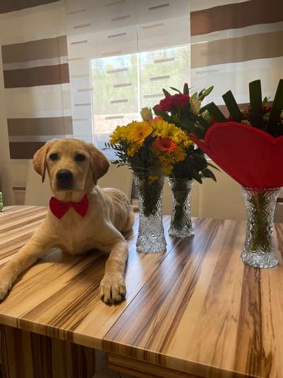 Die Dogorama Wochen Challenge-Beitrag-Bild