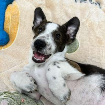 Starkes und häufiges Bellen-Beitrag-Bild