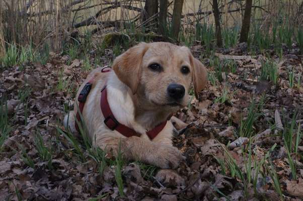 Die Dogorama Kalender Challenge Teil 1/4-Beitrag-Bild