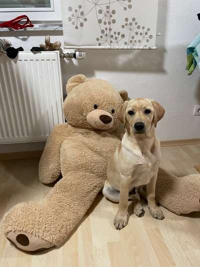 Zeig dein Hund mit seinem Lieblingsspielzeug-Beitrag-Bild