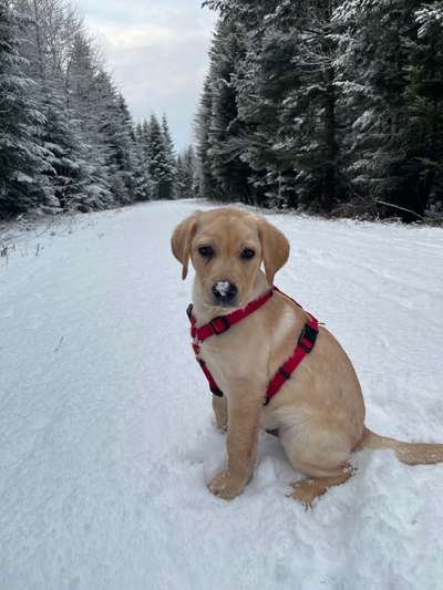 Labradorfans-Beitrag-Bild