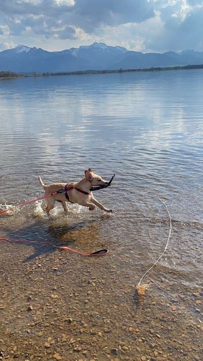 Dogorama-Monats-Challenge-Mai "Wasser"-Beitrag-Bild