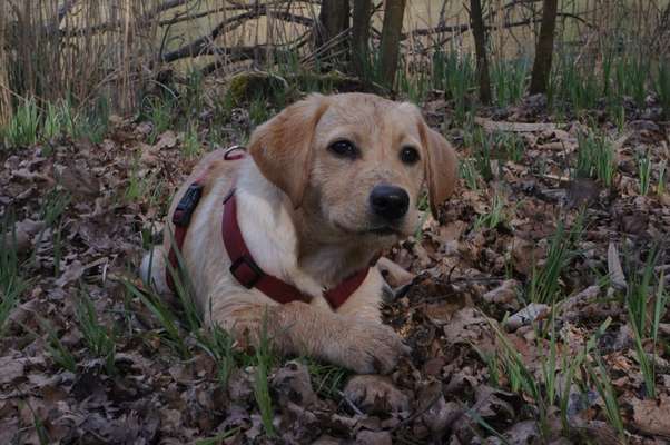 Fotochallenge No. 26                                     Wald und Wiese-Beitrag-Bild
