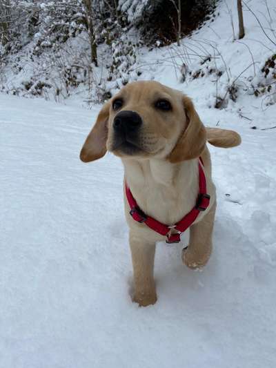 Die Dogorama Kalender Challenge Teil 2/4-Beitrag-Bild